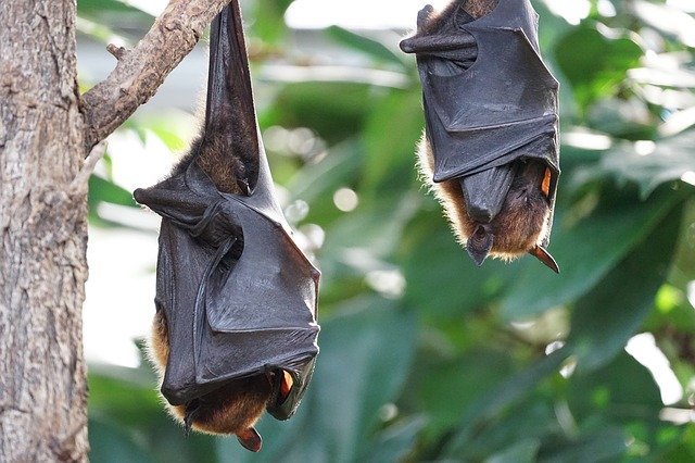 Fabriquer une nichoir pour chauve souris