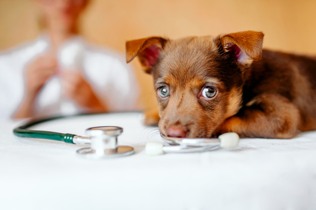 Une assurance pour chien couvre-t-elle les soins dentaires ?