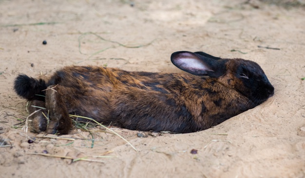 Où dort un lapin nain ?