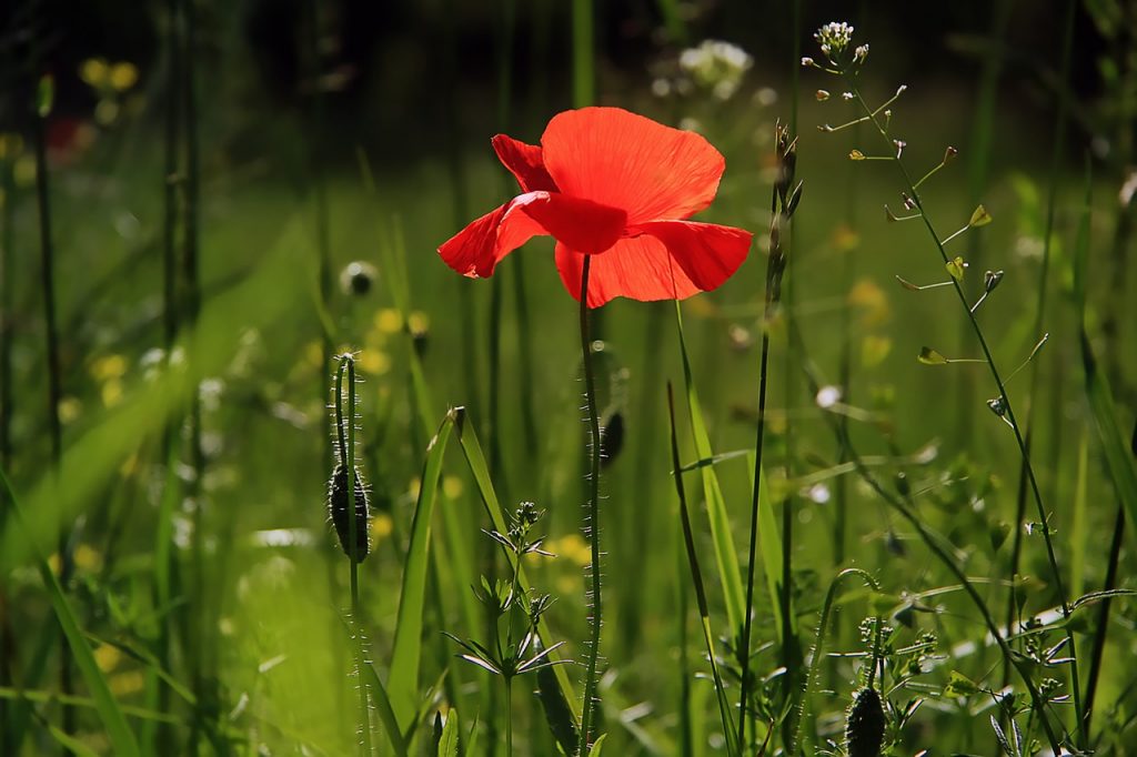 Quand faut-il nettoyer son jardin ?