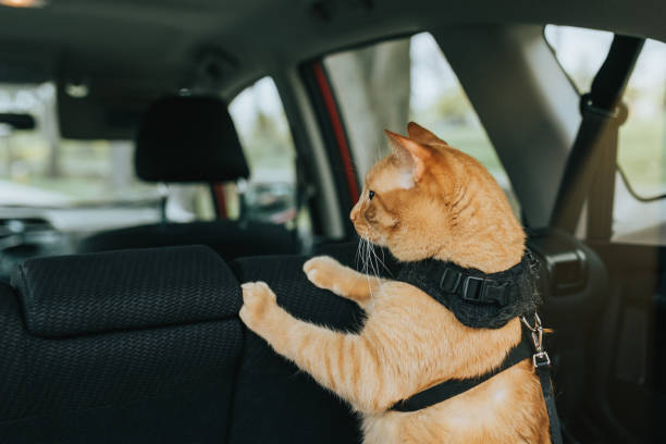 Comment bien voyager en voiture avec son chat ?