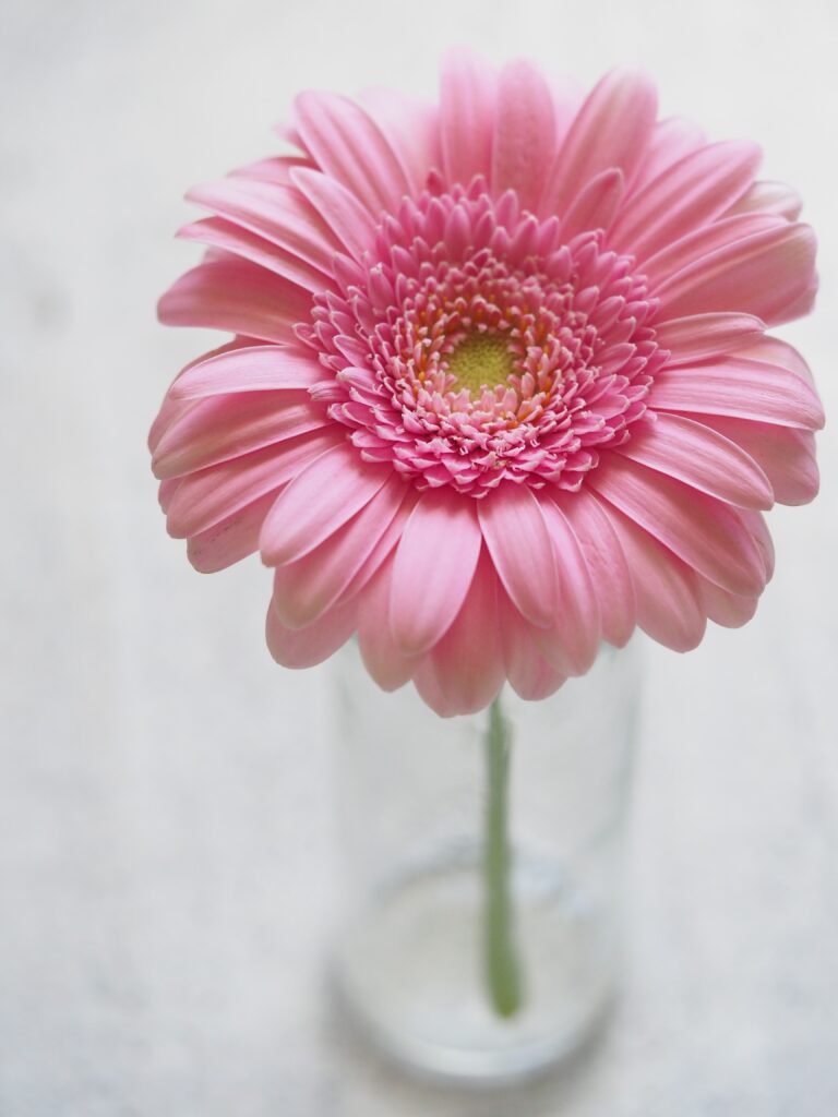 Tout ce que vous devez savoir sur la fleur de gerbera
